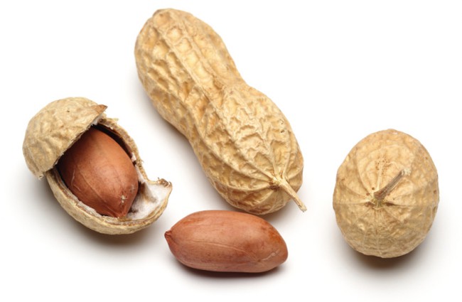 Denov Agrostar yer yong‘oqlari