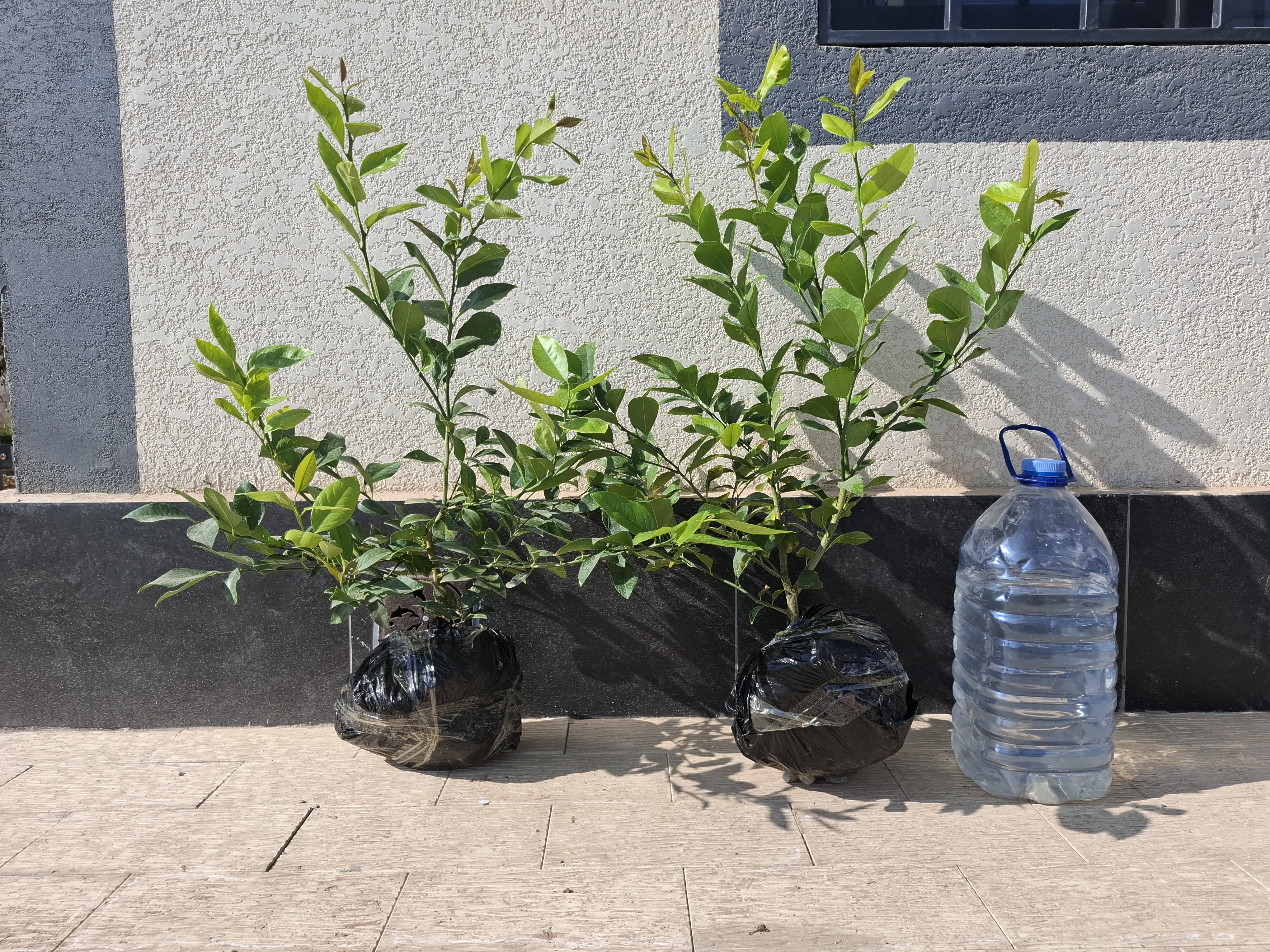 MEYER NAVLI LIMON KO`CHATI SOTUVDA